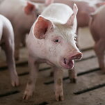 When Pigs Cry: Tool Decodes the Emotional Lives of Swine