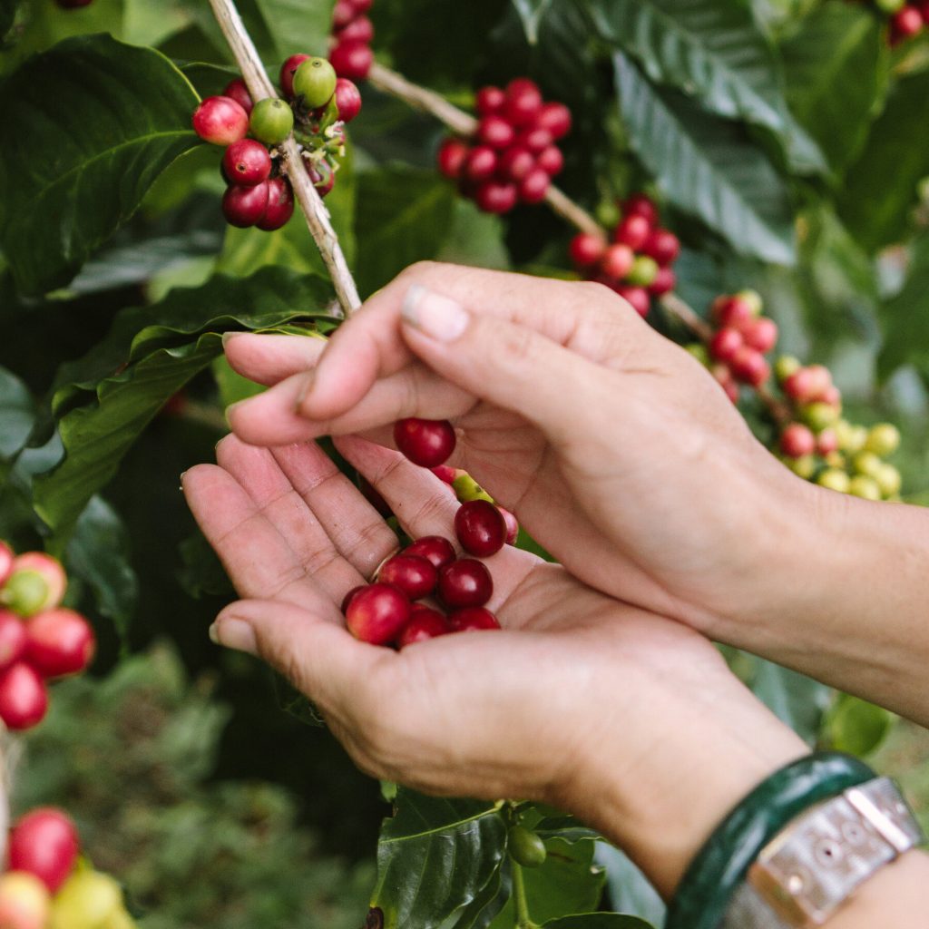 Kona Coffee Lawsuit: How Science Helped Farmers Look for Counterfeit Beans